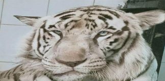 రాయల్ బెంగాల్ టైగర్ కిరణ్ మృతి