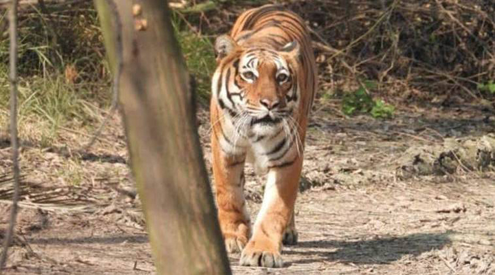 పులి దాడిలో బాలిక మృతి