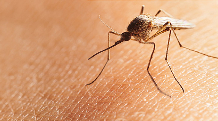 దోమలను నివారిద్దాం..ఇలా 1 దోమలను నివారిద్దాం..ఇలా