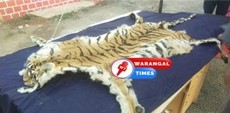 పులిచర్మం విక్రయిస్తున్న నిందితులు అరెస్ట్