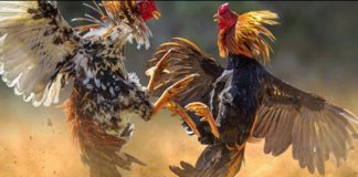 కోడి పందాలకు కోనసీమలో నో ఛాన్స్