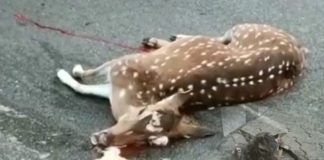 తనువు చాలిస్తూనే బిడ్డలకు జన్మనిచ్చిన జింక