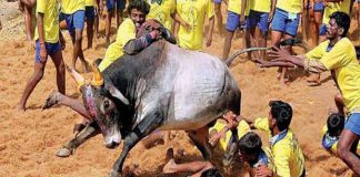 జోరుగా జల్లికట్టు పోటీలు, ఒకరు మృతి