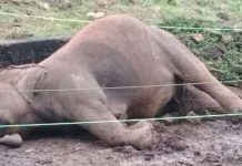 విద్యుత్ షాక్ తో ఏనుగు మృతి