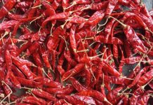 వరంగల్ లో రికార్డు పలికిన మిర్చి ధర