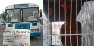 కోడిపుంజుకు టికెట్..ఆ పై ఏం జరిగిందంటే..?