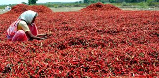 వరంగల్ లో రికార్డు ధర పలికిన మిర్చి