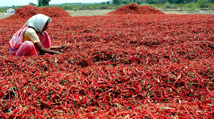 వరంగల్ లో రికార్డు ధర పలికిన మిర్చి