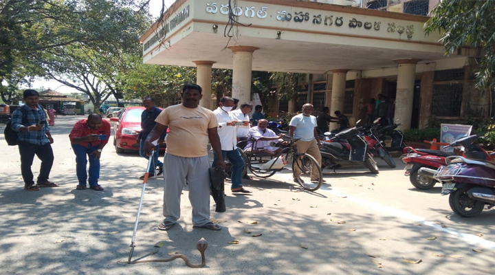 జీడబ్ల్యూఎంసీలో పాము కలకలం..