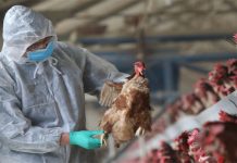 అమెరికాలో తొలి బర్డ్ ఫ్లూ కేసు నమోదు