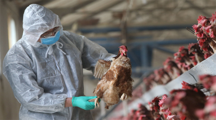అమెరికాలో తొలి బర్డ్ ఫ్లూ కేసు నమోదు 