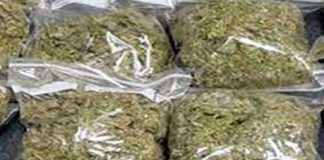 భారీగా పట్టుబడిన గంజాయి