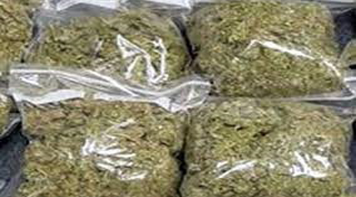 భారీగా పట్టుబడిన గంజాయి  