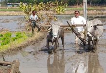 నాగలి దున్ని, నాటేసిన మంత్రి ఎర్రబెల్లి