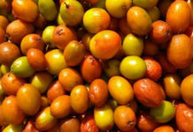 భోగి (రేగి) పండ్లు ఎందుకు పోస్తారు..