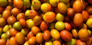 భోగి (రేగి) పండ్లు ఎందుకు పోస్తారు..