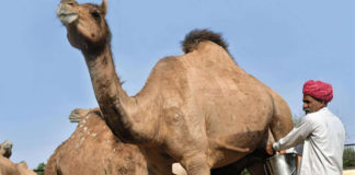 ఒంటె పాలతో ఈ నాలుగు జబ్బులకు చెక్..!