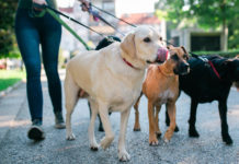 పెంపుడు కుక్క ఉంటే ఈ రూల్స్ పాటించాల్సిందే !