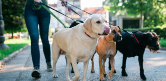 పెంపుడు కుక్క ఉంటే ఈ రూల్స్ పాటించాల్సిందే !