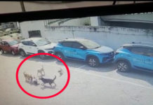 పసివాడిని పొట్టపెట్టుకున్న వీధికుక్కలు