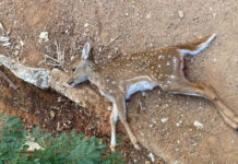 జటాయువు ఫారెస్ట్ పార్కులో దారుణం