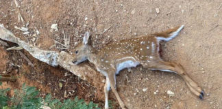 జటాయువు ఫారెస్ట్ పార్కులో దారుణం