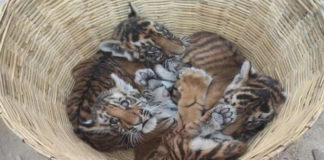 పెద్దపులి పిల్లలను కాపాడిన గ్రామస్థులు