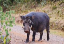రైతులపై అడవి పంది దాడి