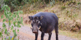 రైతులపై అడవి పంది దాడి
