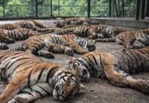 ఒకే పార్కులో 72 పులులు మృతి