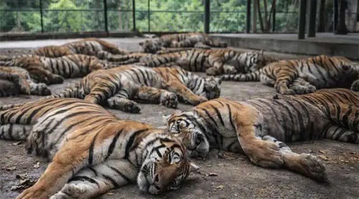 ఒకే పార్కులో 72 పులులు మృతి